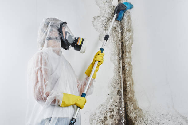 Why You Should Choose Our Mold Remediation Services in Port Isabel, TX